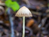 Pilz mit kleinem Hut und langem, dünnen Stiel